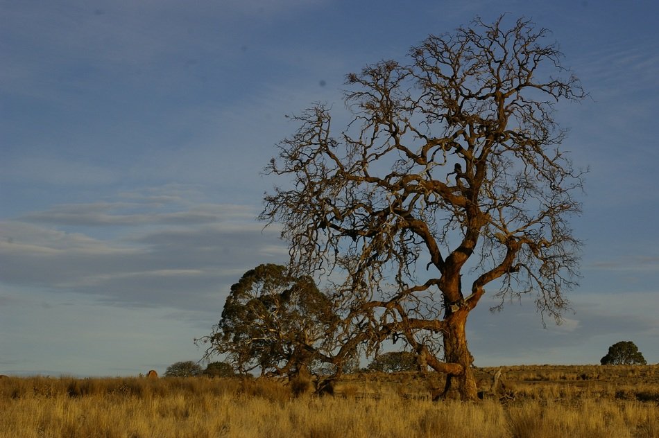 tree landscape, australia