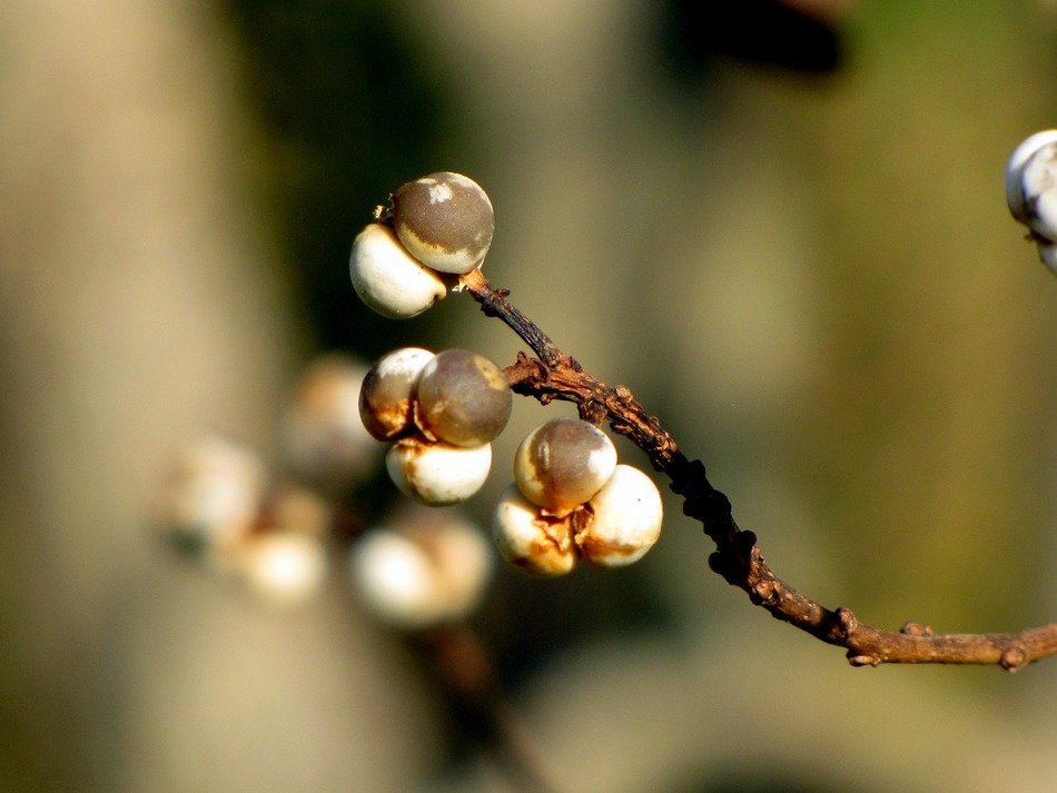 Buds on a tree branch