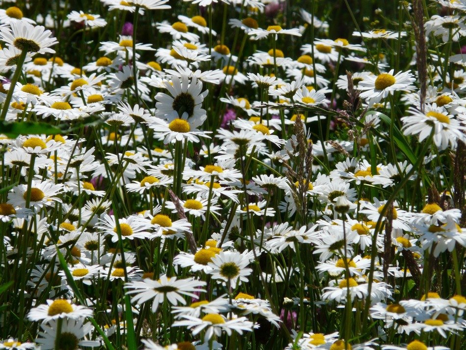 Field of white daisies in spring free image download