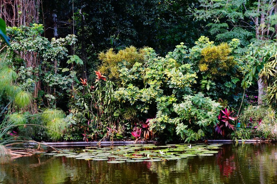 mangrove swamp in el salvador