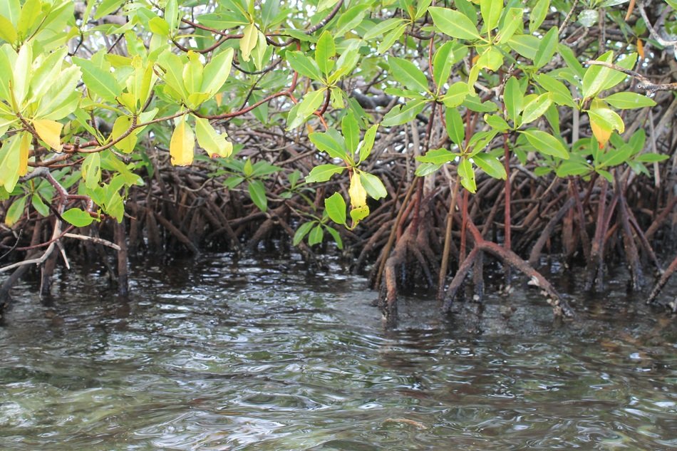 Landscape of Mangrove swamp