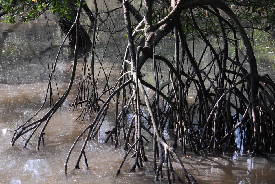 mangrove swamp