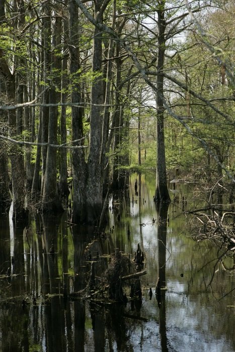 swamp landscape