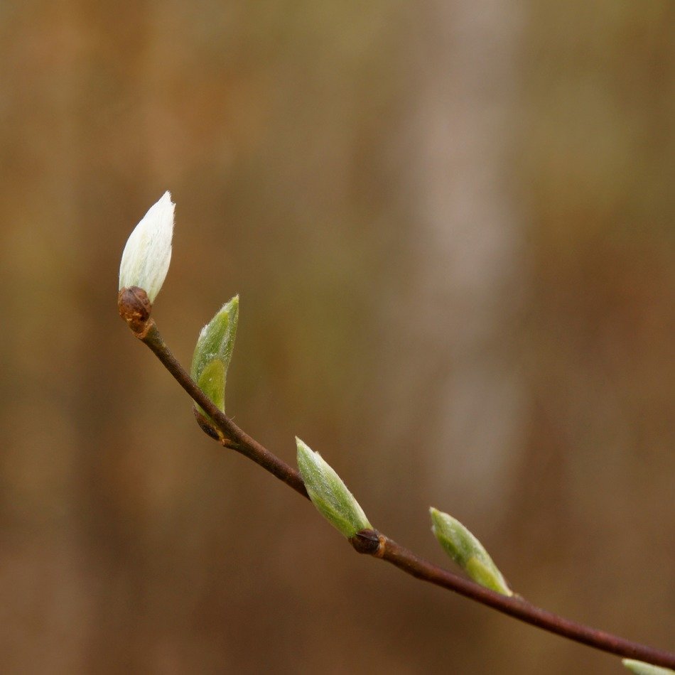 young buds on a branch