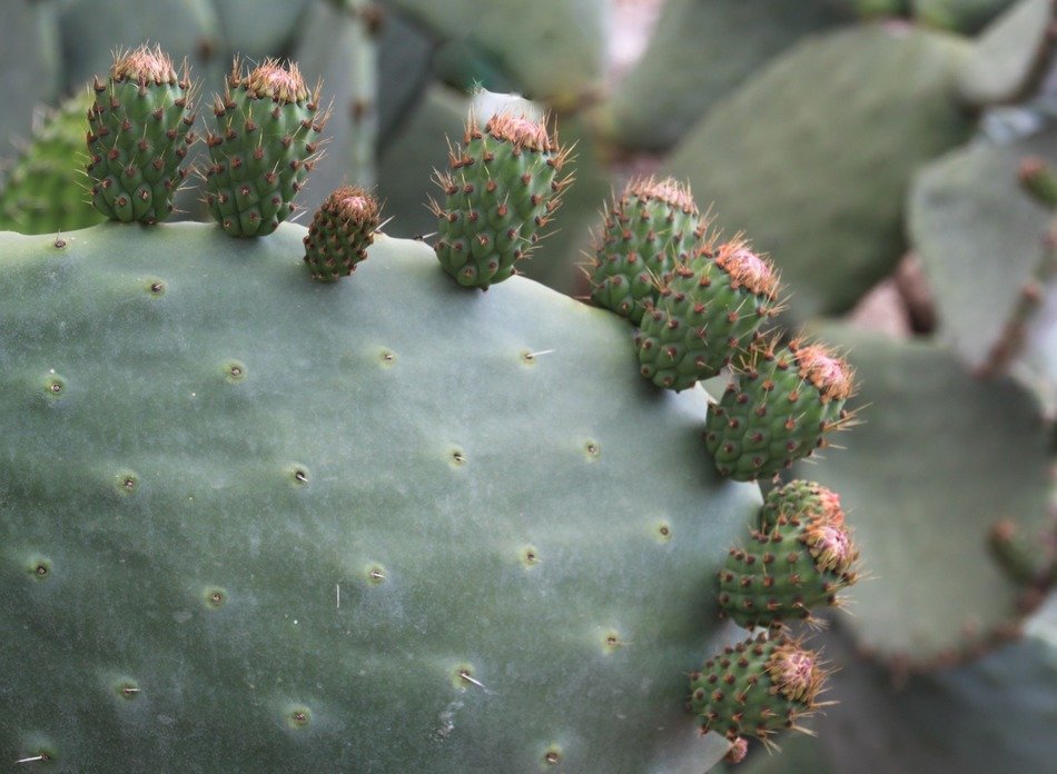 cactus stem with spurs