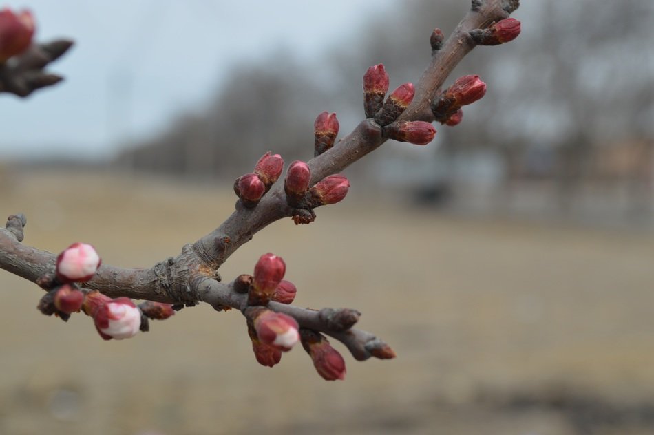 Red buds on a branch