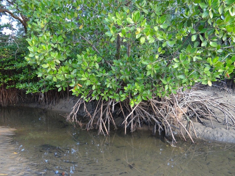 landscape of swamp in fascinating mangrove forest