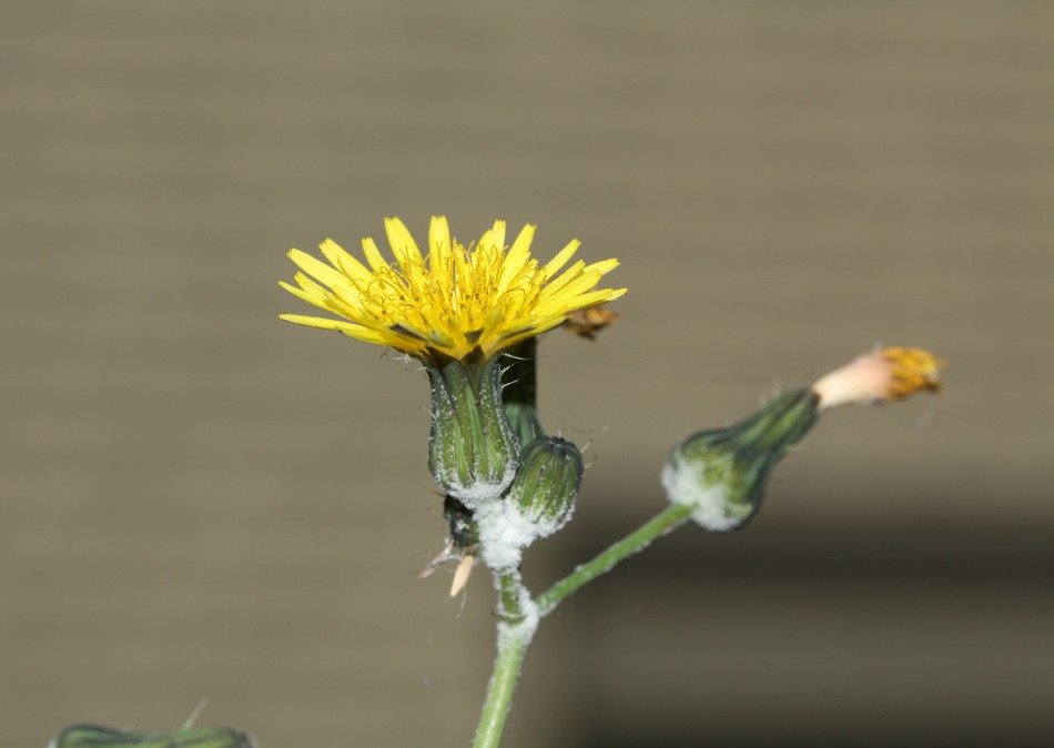 blooming and closed buds a dandelion