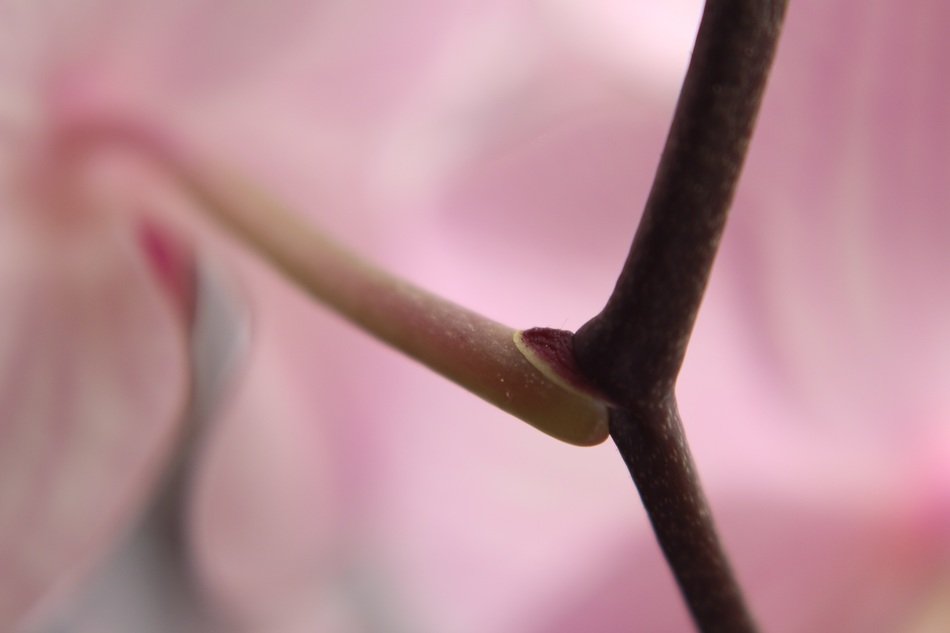 closeup flower stem