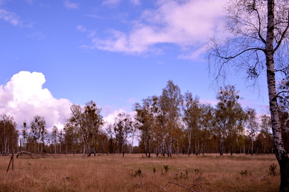 Landscape with the steppe