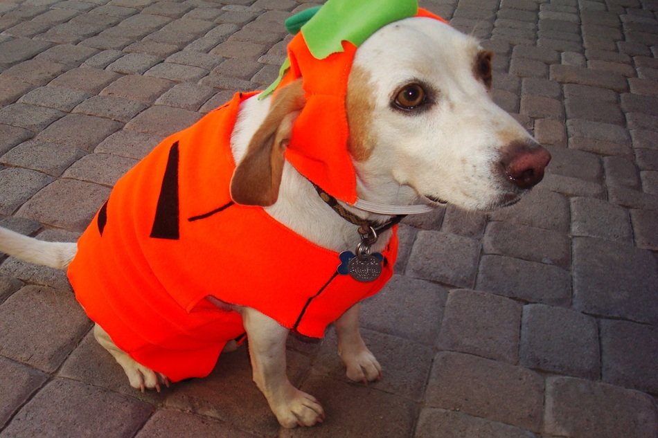 dog in a bright suit of pumpkin