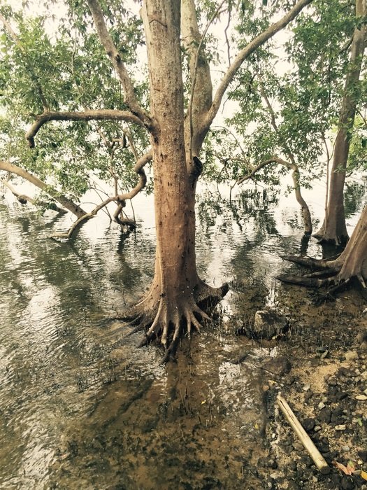 swamp in mangrove forest