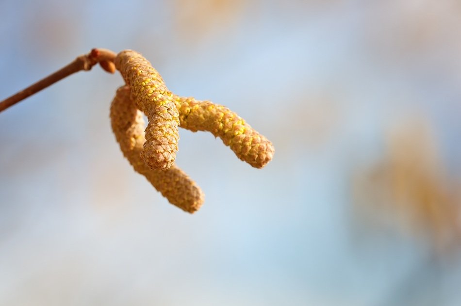 spring fluffy buds on a branch