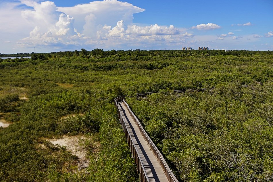 panorama of the foot bridge over the mangrove swamp