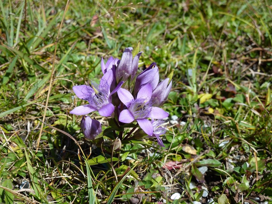 Stem Loose Gentian flower