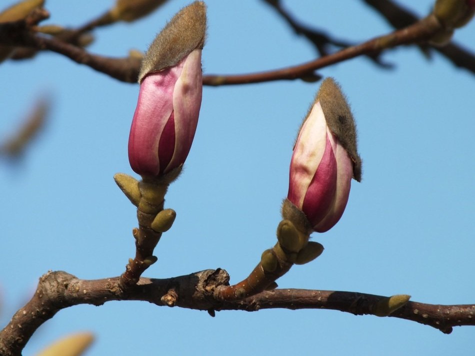 closed magnolia buds on a branch