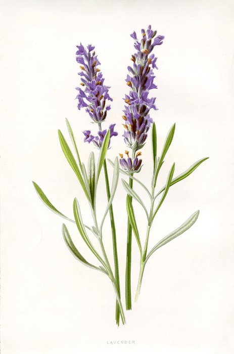 Lavender Stem Flower drawing