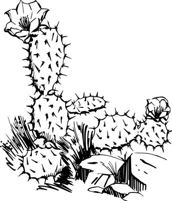 nice Cactus Drawing