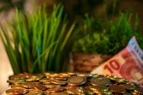 Money growth, Euro Coins and bills at green plants