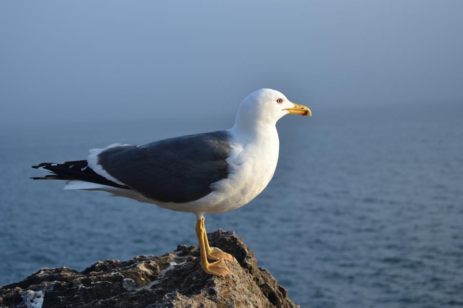 Seagull Birds Animals