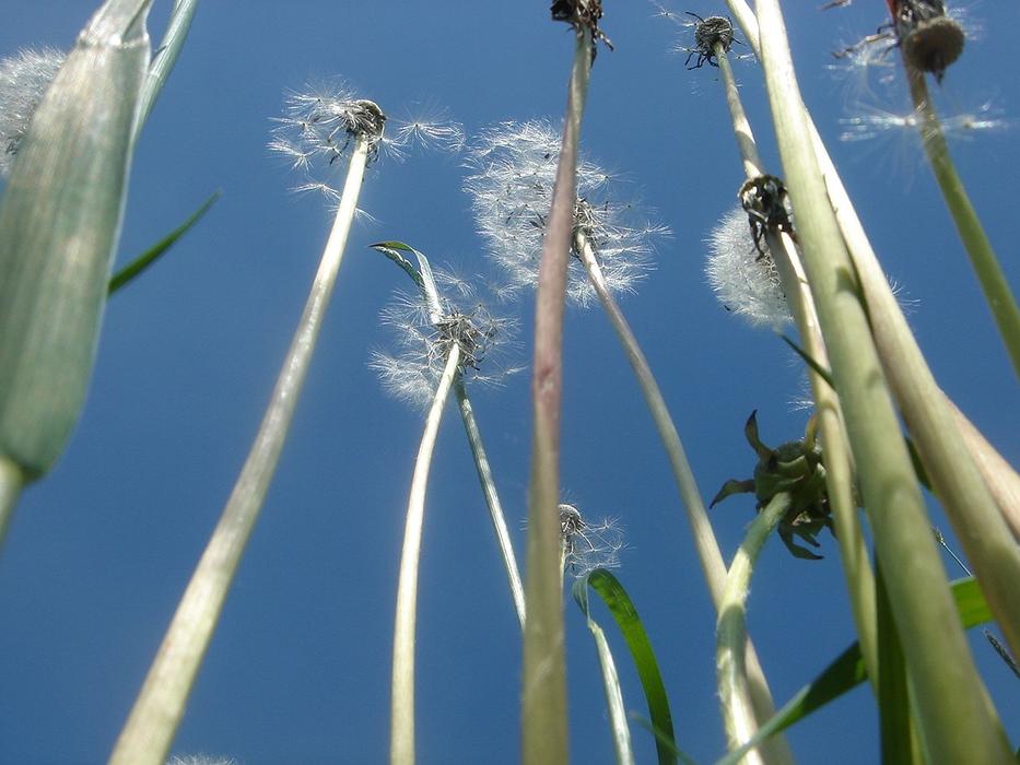 Stem Flower