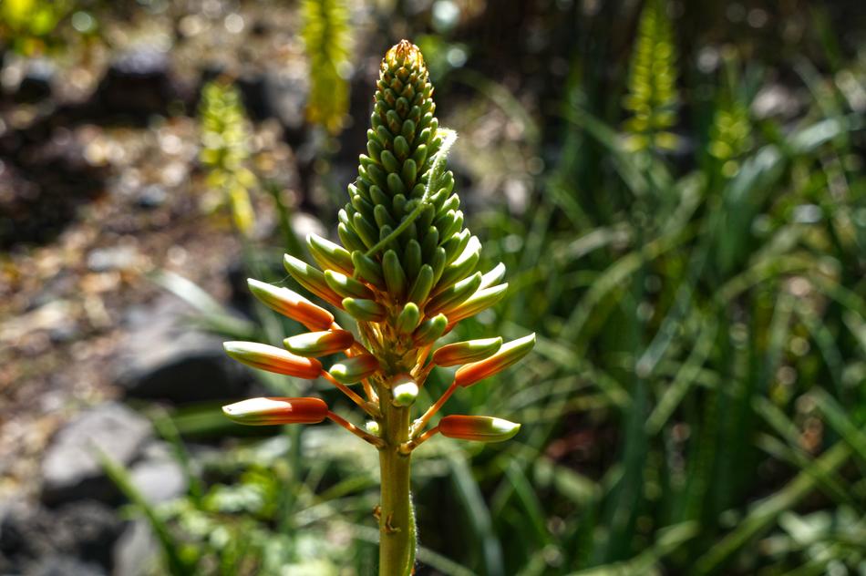 Desert Flower El Salvador Stem