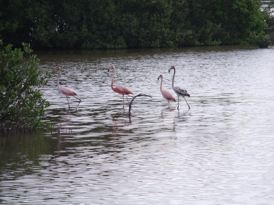 Flamingos Mangrove Swamp Cuba Cayo