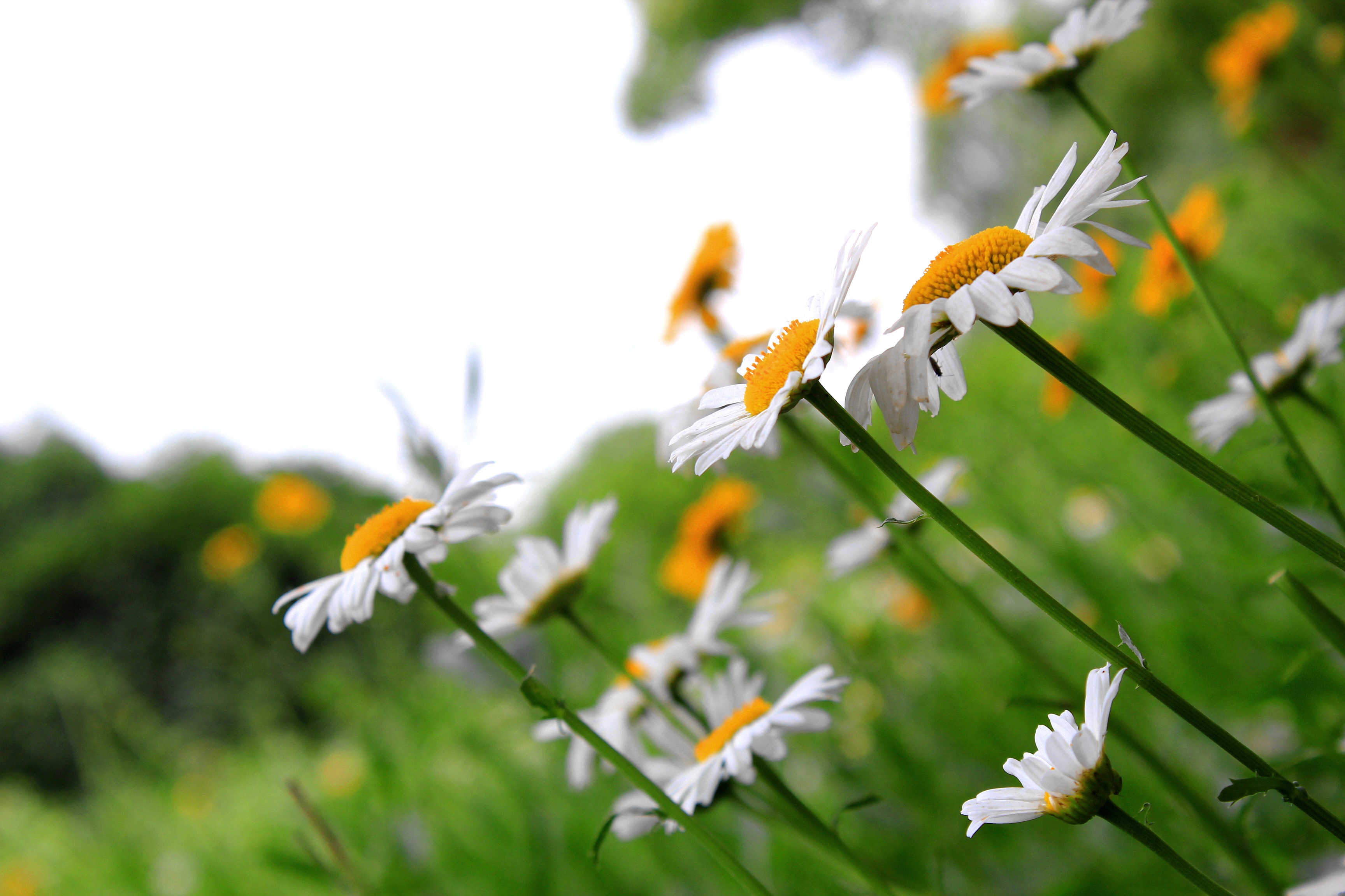 Field of white daisies free image download