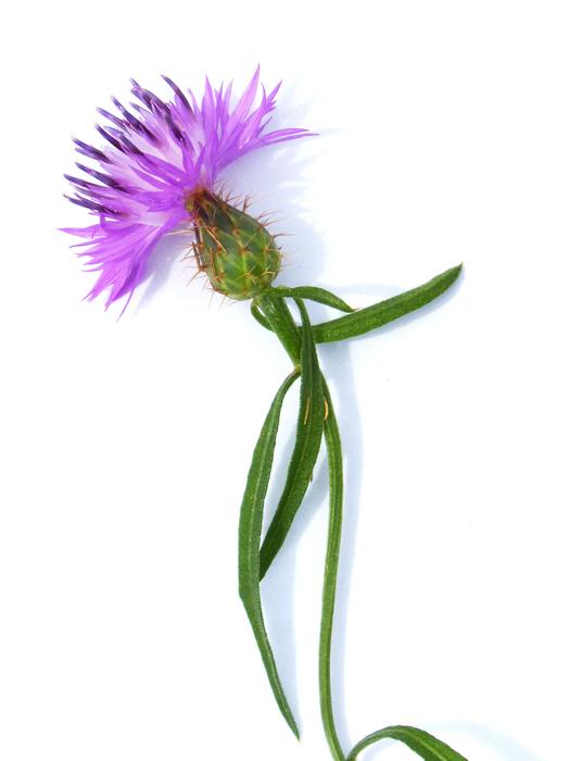 Flower Thistle Stem White