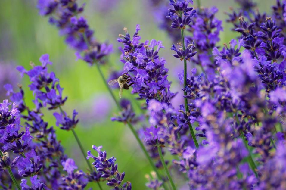 Lavender Nature Plant Purple