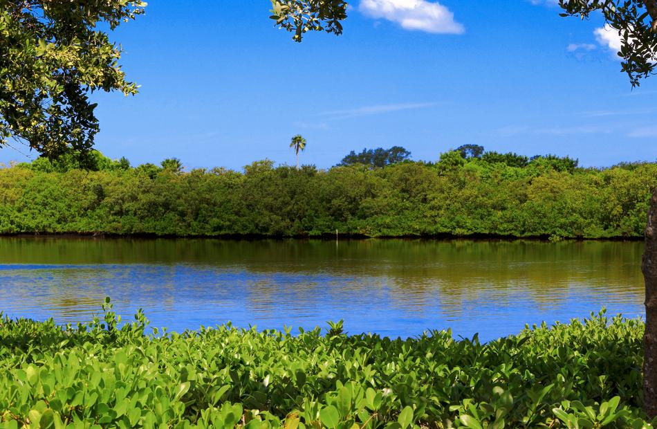 Lake Mangrove Swamp Forest