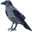 Hooded Crow [Animal Atlas Collaboration] icon/pixelart