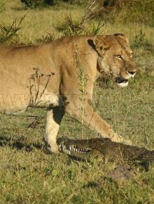 Three Lionesses vs Crocodile