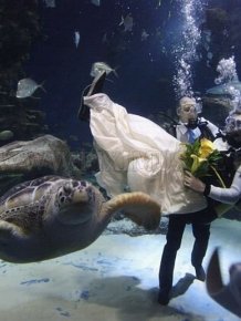 Underwater Wedding 