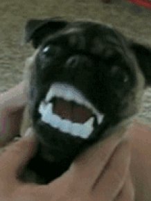 Gifs Of Animals Being Stupid