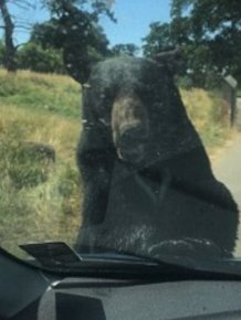 Bear Attacks A Car