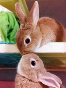 Cute Bunnies