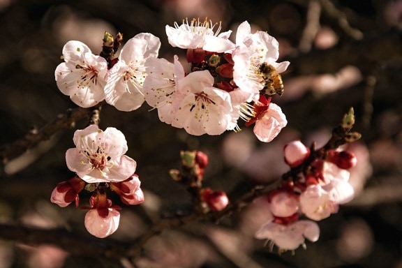 nature, petals, beautiful, bloom, spring, branch