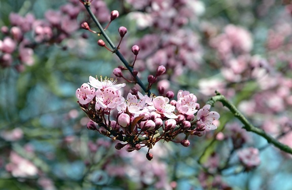 bud, flower, petal, fruit, flowering, branch