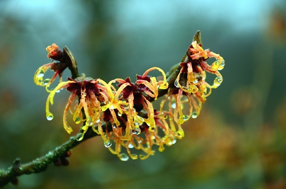 tree, flower, branch, plant, water, drop, wet