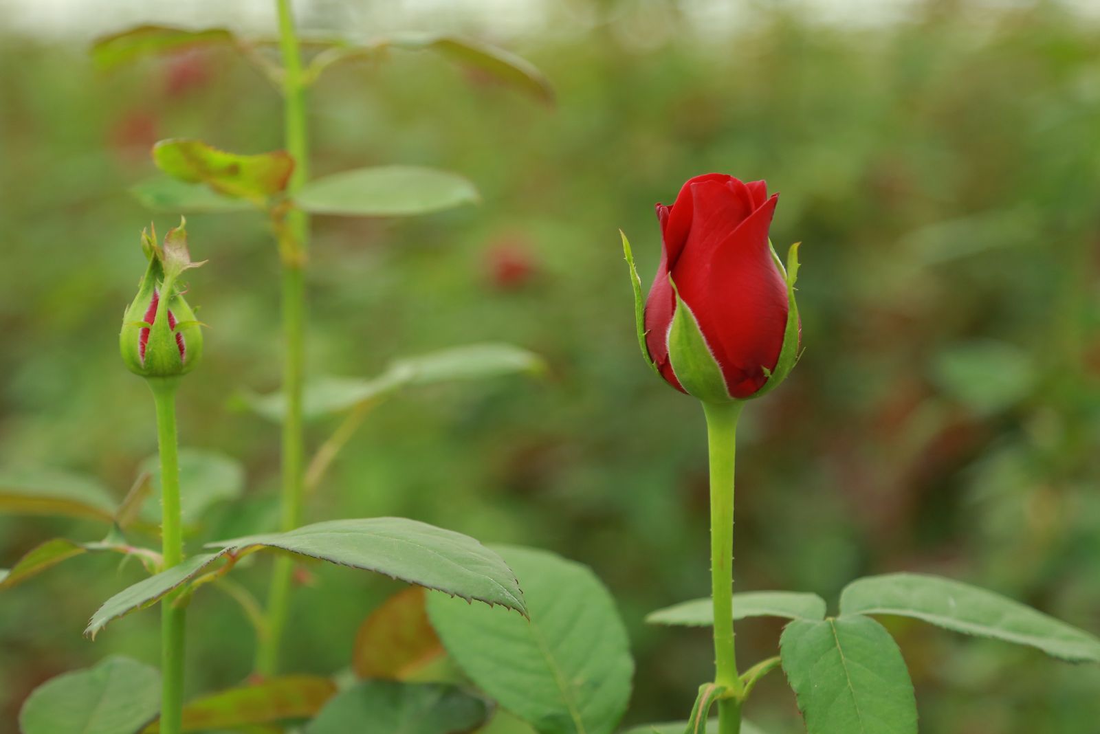 red rose bud