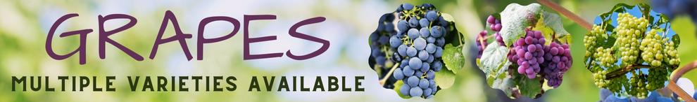 Grapes available now