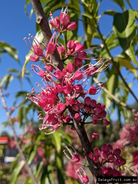 Little Evodia flowering into the sunlight in the IGA Carpark in Kyogle NSW