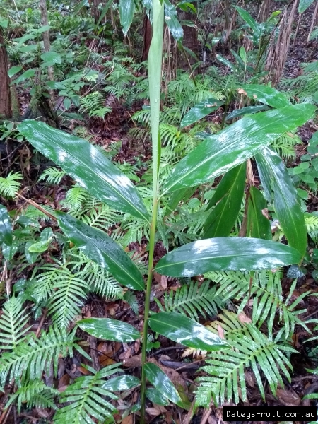 Example of understory plants growing on the forest floor in low light