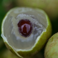 Longan - Kohala (Marcot)