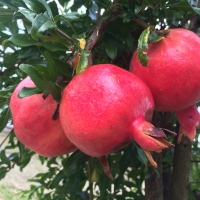 Pomegranate -  Rosavaya