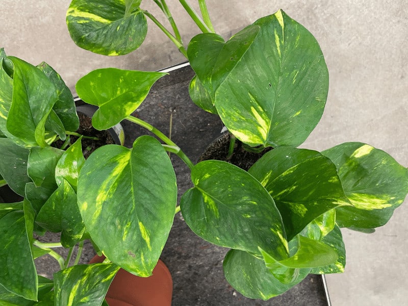 Pothos care