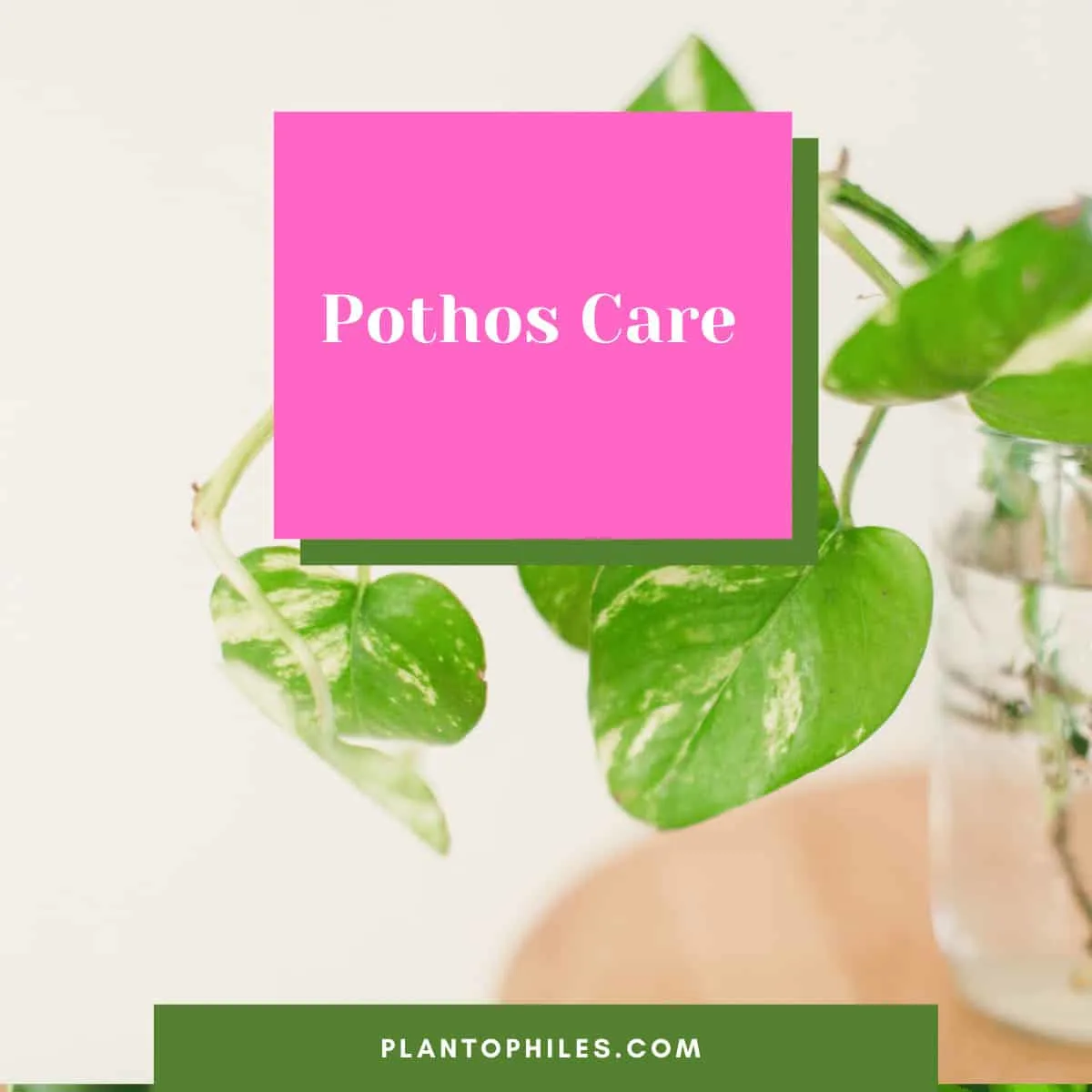 Pothos care