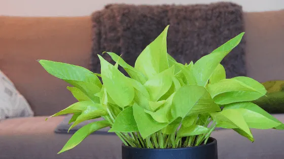 Neon Pothos