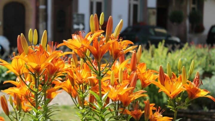 What To Plant With Daylilies – All You Need To Know